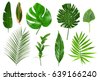 tropical leaves isolated