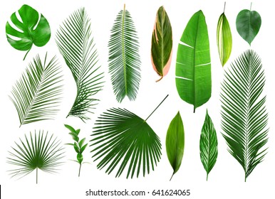 Different tropical leaves on white background - Shutterstock ID 641624065
