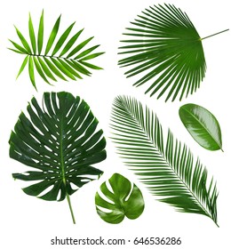Different tropical leaves on white background