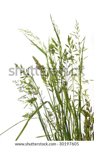 different type of grass on white