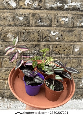 Different type of tradescantia also known as wandering jaw plant