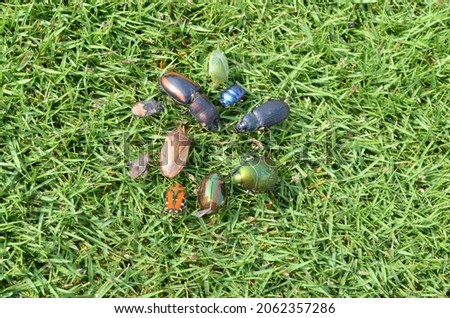 Different types of bugs and beetles on the green grass of a house lawn. Different coloured, some of them are metallic coloured. Black, blue, green, brown and red.