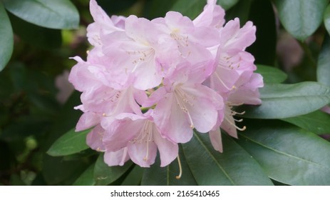 154 Beli flower Images, Stock Photos & Vectors | Shutterstock