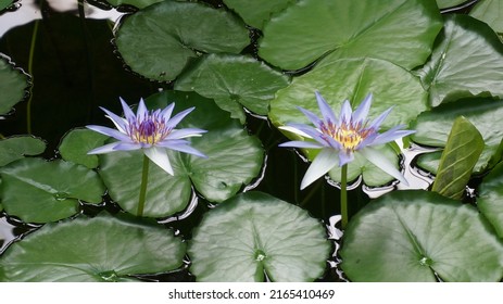 154 Beli flower Images, Stock Photos & Vectors | Shutterstock