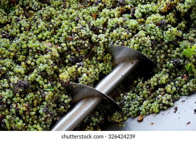 Different types of grapes are crushed by industrial grape crusher machine