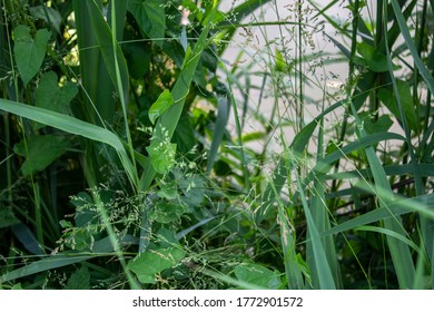 Different types of green grasses