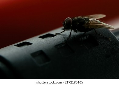 Different Types Insects That Active After Stock Photo 2192195165 ...