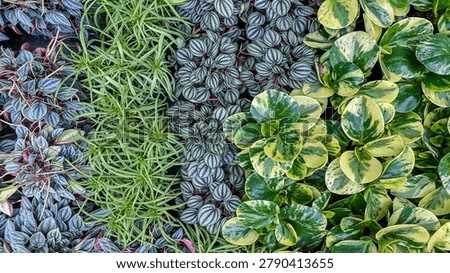 Different types of leafy plants are grouped together in a grid pattern showing various colors and textures under natural lighting