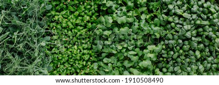Different types of microgreens close-up top view. Seed sprouts are green. Eco vegan healthy lifestyle bio banner. Green natural background texture. Vitamins Amino Acids Benefits Of Organic Superfood.
