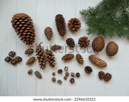 Different types of pine cones - Cedar, Cypress, Pine, Maritime pine, Douglas Fir, Sequoia, Spruce, White pine 