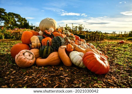 different types of pumpkins, Halloween decorations, decorative, lying in the field, mound, large, small, colorful
