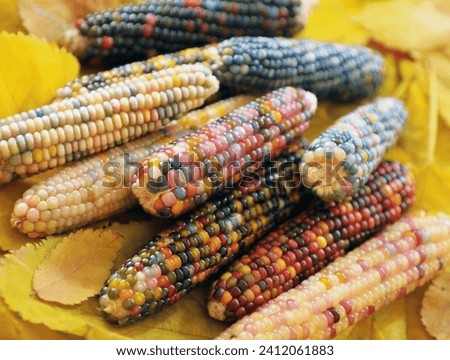 Different types of rainbow-colored corns in one frame.