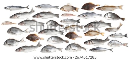 Different types of raw fish isolated on white, collage