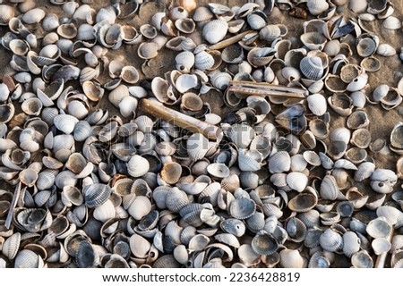 Different types of shells on the beach of the Dutch Wadden Island of Texel.