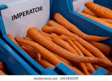 Different types and sizes of non standard orange carrots in plastic box in vegetables processing farm, close up, Imperator type