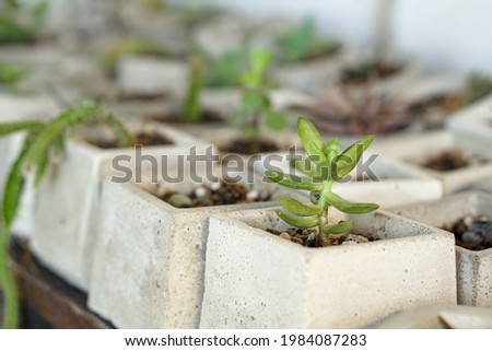 Different types of succulents in white ceramic pots. Natural succulent plant background.