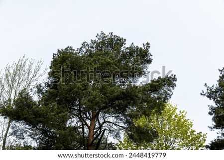 Baum hinter einem Sonnensegel