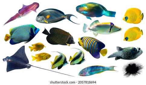 Different types of tropical fish (Butterflyfish, Parrotfish, Stingray, Picassofish, Surgeonfish) isolated on white background. Set of exotic coral fish, side view, cut out. Underwater diversity. - Shutterstock ID 2057818694