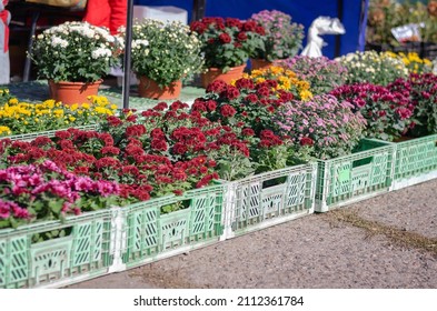 Different varieties of ornamental flowers at the farmer's fair. Colorful chrysanthemums, daisies and other flowers. Floriculture. Street trade. Selective focus.