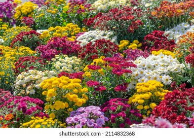 Different varieties of ornamental flowers at the farmer's fair. Colorful chrysanthemums, daisies and other flowers. Floriculture. Street trade. Selective focus.