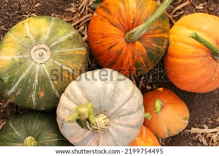 Different varieties of pumpkins in one pile in the garden. Colorful vegetables. top view.