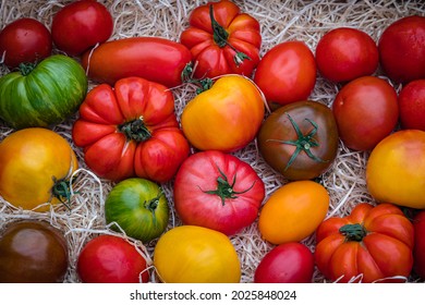 Different Varieties Of Ripe Tomatoes. Fresh Colorful Tomato Mix On Wood Straw Curls Background, Close Up. Best Heirloom Tomato Varieties In Country Market. Delicious Heirloom Tomatoes In Summer