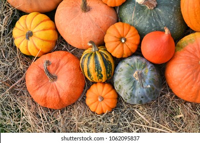 Different varieties of squashes and pumpkins on straw. Colorful vegetables top view - Shutterstock ID 1062095837