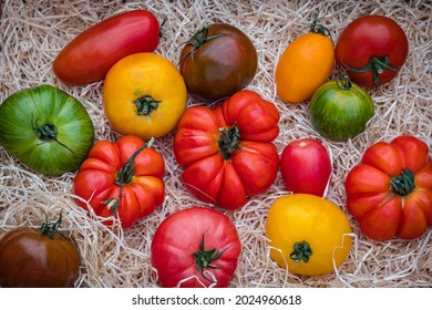 Different Varieties Of Tomato Vegetables. Fresh Colorful Tomatoes On Wood Straw Curls Background, Close Up. Best Heirloom Tomato Varieties In Country Market. Delicious Heirloom Tomatoes Mix In Summer