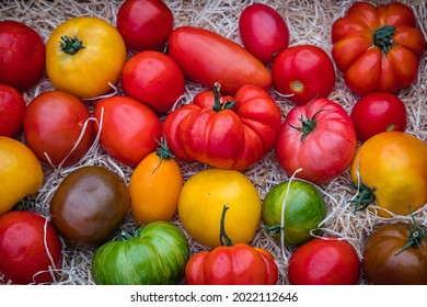 Different Varieties Of Yellow Red Tomato. Fresh Colorful Tomatoes On Wood Straw Curls Background, Close Up. Best Heirloom Tomato Varieties In Country Market. Delicious Heirloom Tomatoes Mix In Summer