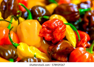 Different variety hot peppers    bunch chilies  Hot pepper  Sarit Gat  Red Cherry  Cayenne  Serrano  Caribbean Habanero Orange  Jalapeno  Fatalii Yellow  Trinidad Scorpion Moruga   chili 