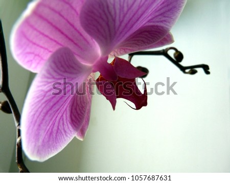 Similar – Image, Stock Photo collect orchIDEEN