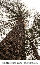 Different view of a tall tree