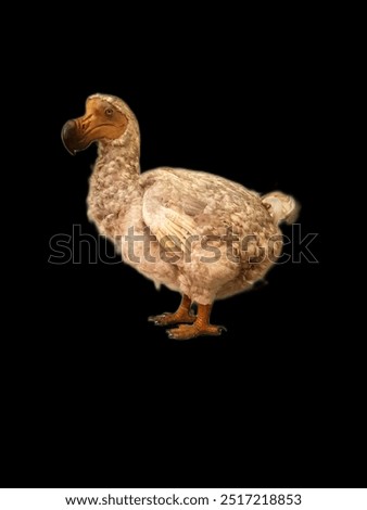 Different views of a Dodo bird, an extinct flightless bird from Mauritius, east of Madagascar.The Dodo is synonymous with extinction devastated by pan introducing pigs and monkies to Mauritius