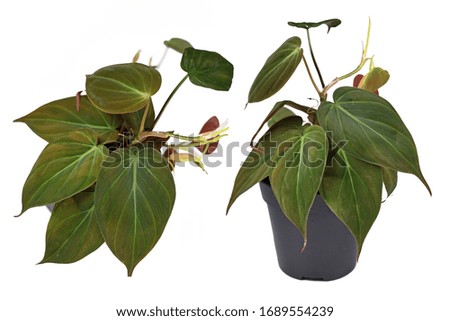 Different views of 'Philodendron Hederaceum Micans' house plant with heart shaped leaves with velvet texture on white background