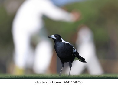 Differential focus. In focus, black and white Australian Magpie (Gymnorhina tibicen) with red eyes, standing on cricket outfield. Out of focus, cricket players in the background. - Powered by Shutterstock