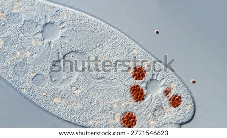 Differential interference contrast (DIC) micrograph of a Paramecium at 200x magnification, feeding on yeast stained with Congo Red. Visible structures include the macronucleus, food vacuoles containing stained yeast, and two contractile vacuoles. Captured with an Olympus Vanox AHBT3 microscope.