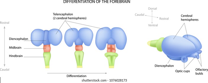 Differentiation Of The Forebrain. Differentiation Of The Telencephalon. Formation Of The Human Brain. Preparation For Pregnancy.
