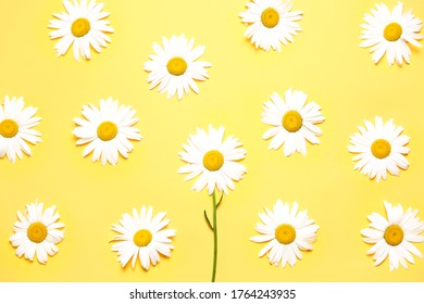 Daisy Flower Seamless Pattern Vector Background Stock Vector (Royalty ...