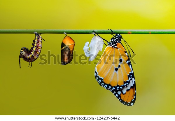 Differing Stages Life Caterpillar Cocoon Butterfly Stock Photo ...