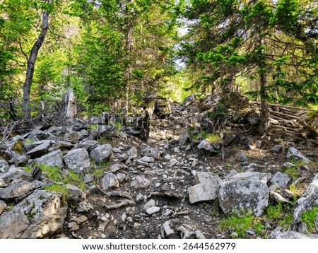 Difficult rocky path up the forest slope, hiking concept. Dangerous off road driving along mountain edge and steep cliffs. Altai region.