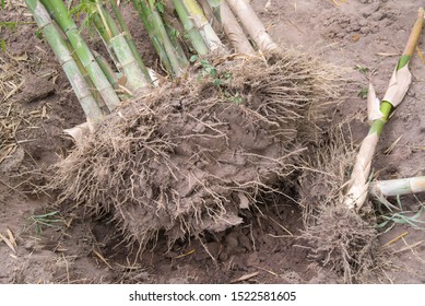 Dig Bamboo Tree Cut Root For Use To Plant