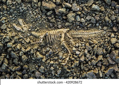 tyrannosaurus rex fossil in ground
