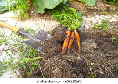 Dig up the carrot crop with a shovel. Organic garden. Tasty vegetables are grown on their beds.