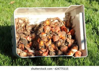 Dig out cultivar tulip bulbs in the box prepared for winter keeping on the fresh lawn in the sunny autumn garden