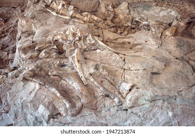 Dig Site Of Dinosaur Bones In Jensen, Utah