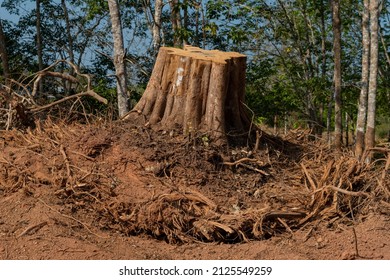 Dig  a tree  root  Fallen tree. Torn tree root. a torn tree with roots from under the ground lies on the ground in leaves. trees are getting brutally killed and torned apart trashing the roots, branch