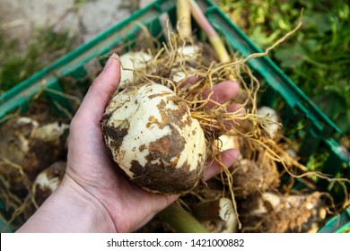 dig up the tubers of the flower of Fritillaria