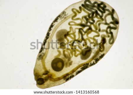 Digenea under the microscpoe view. 