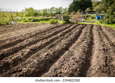 Digging Allotments In Winter. Preparing Empty Beds In An Allotment Garden, UK