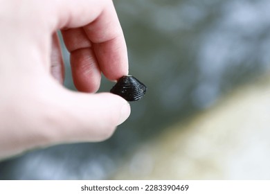 Digging clam in the river.